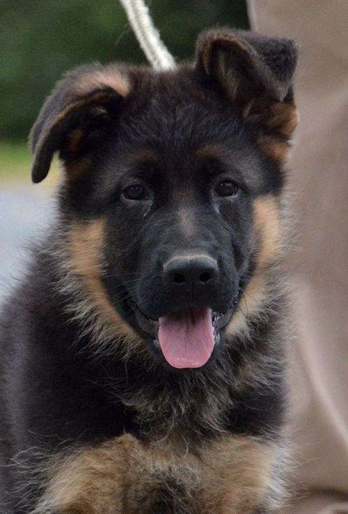 german-shepherd-for-sale-puppy