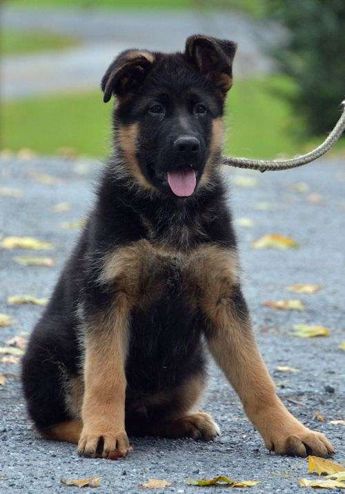 german-shepperd-puppy