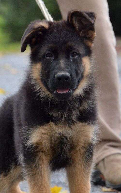 shepherd-puppy-for-sale