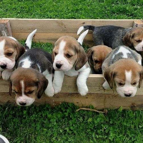 mixed-beagle-dog