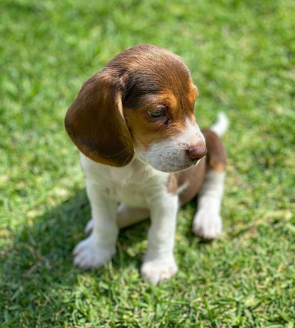 hypoallergenic-beagle-dog