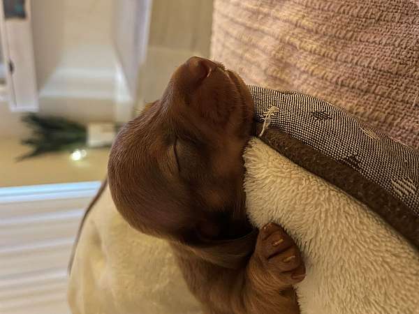 chestnut-female-dachshund