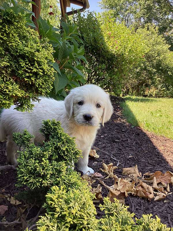 gold-golden-retriever