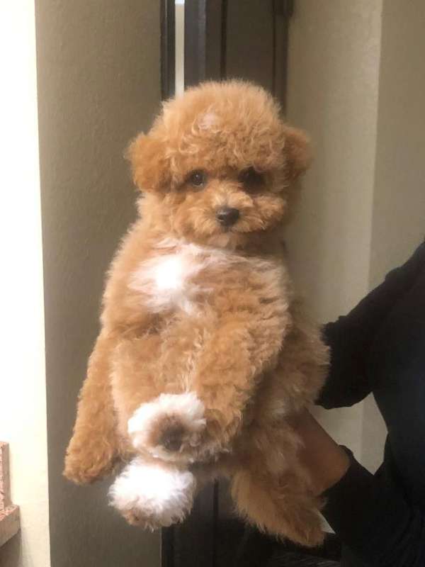 red-toy-poodle