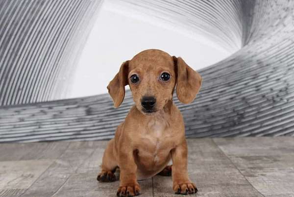 female-dachshund-puppy