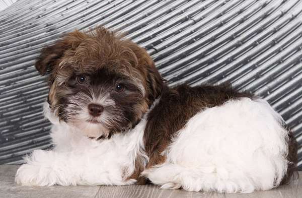 loveable-havanese