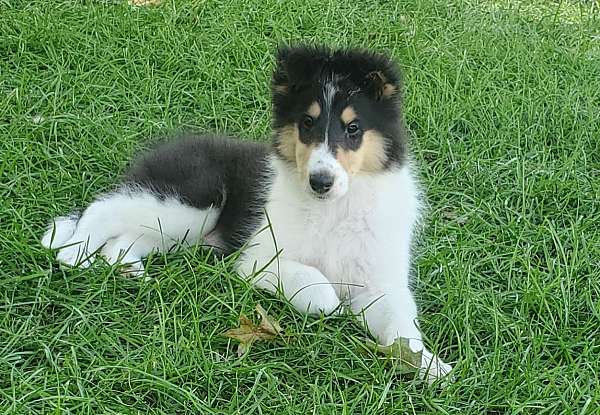 standard-tri-colored-rough-collie