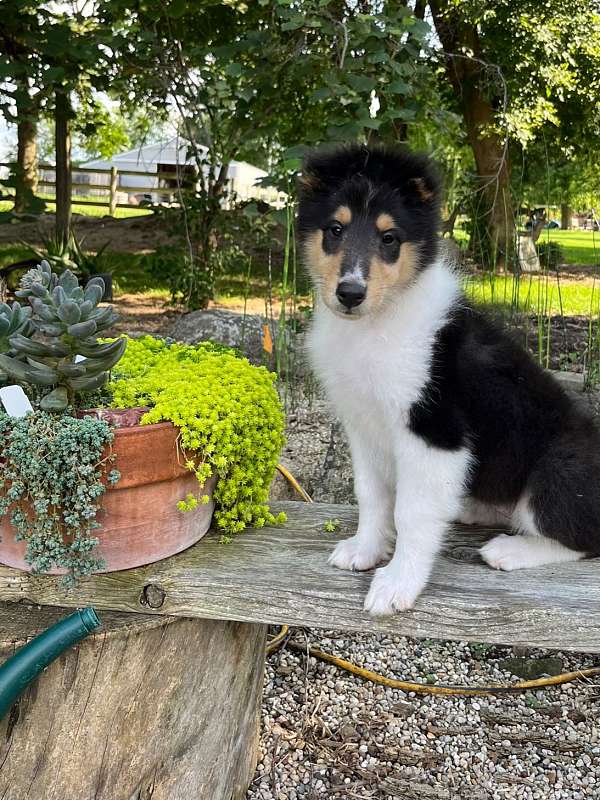 standard-rough-collie