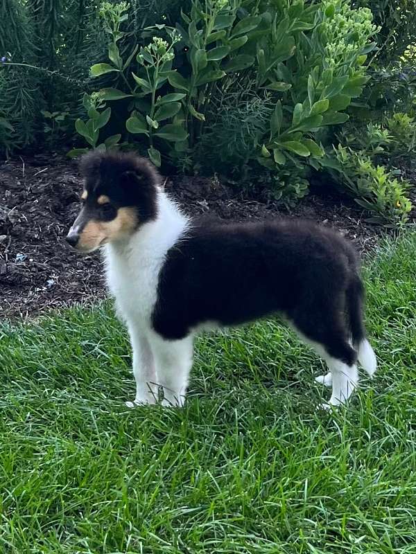 social-rough-collie