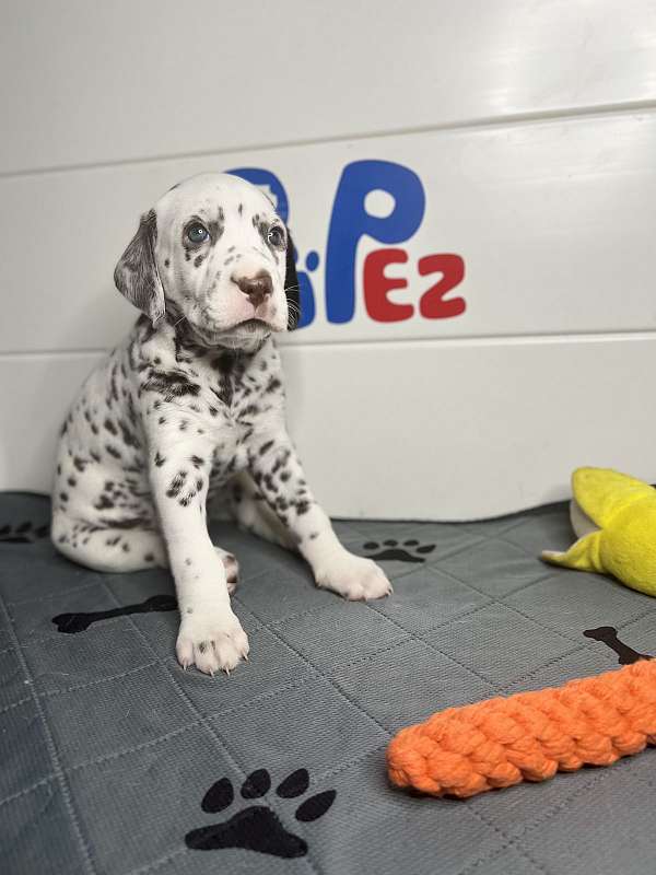dalmation-puppies-for-sale-dog