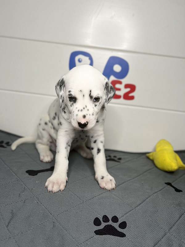 miami-puppies-for-sale-dalmatian