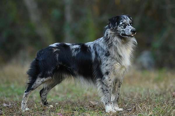 male-australian-shepherd-dog