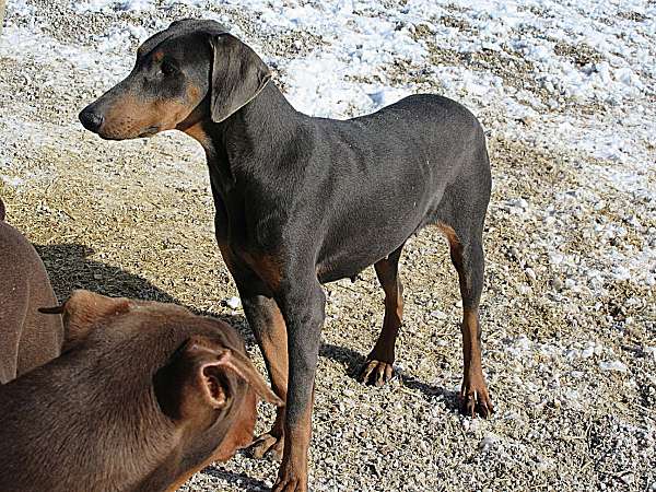 short-haired-doberman-pinscher