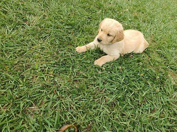 mixed-golden-labrador-dog