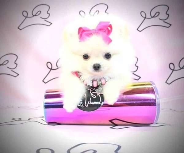 pomeranian-for-sale-in-nv-puppy