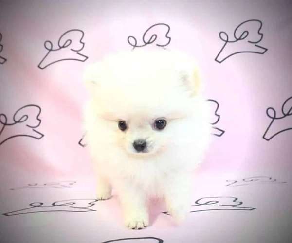 pomeranian-puppies-for-sale-n-nvlifornia-puppy