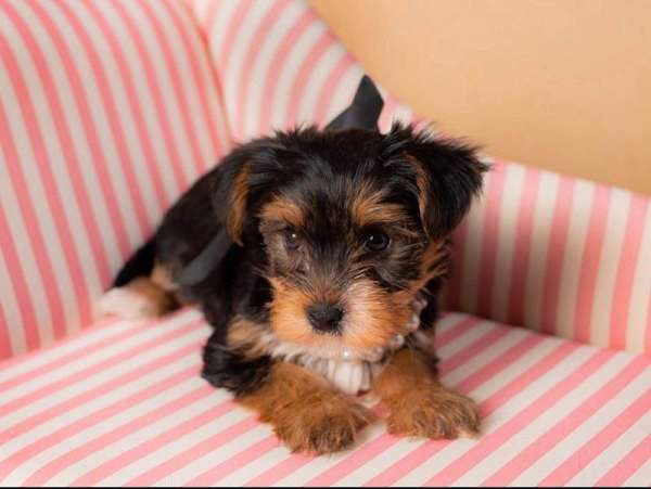 long-haired-yorkshire-terrier
