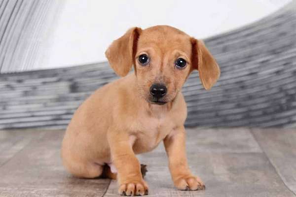 male-dachshund-puppy