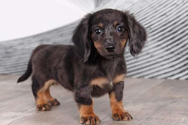 female-dachshund-puppy