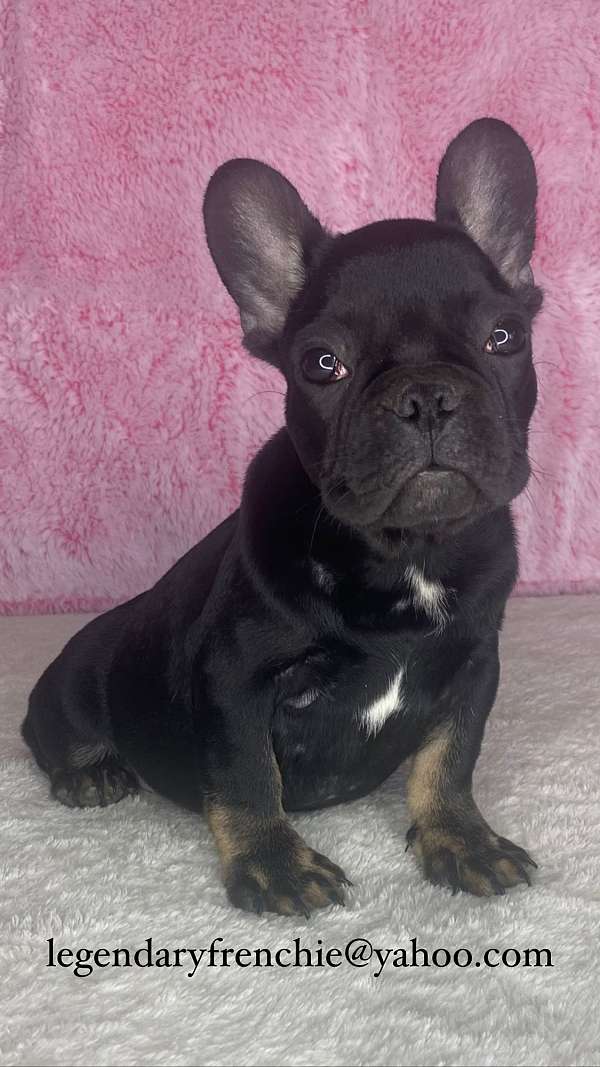 female-french-bulldog