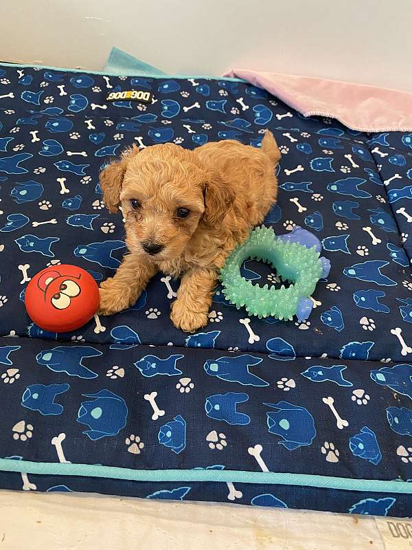 toy-poodle-puppy-for-sale