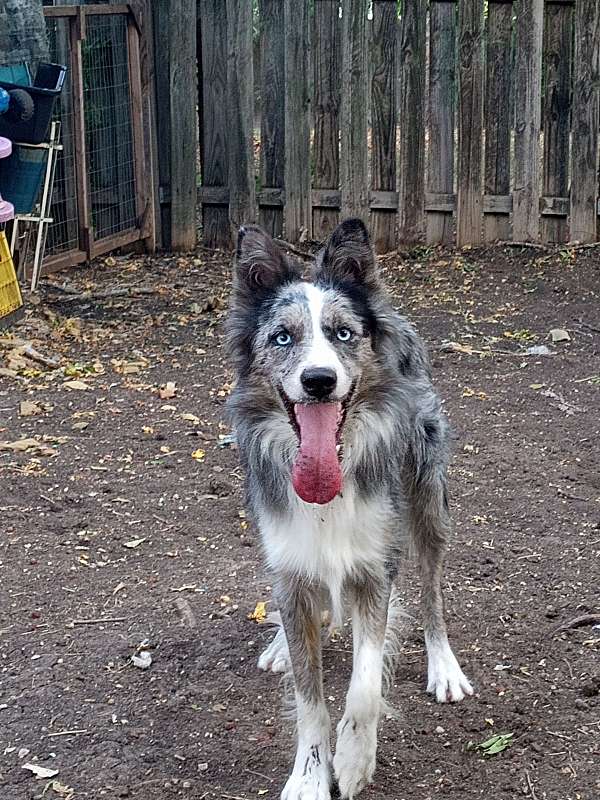 merle-double-coated-border-collie