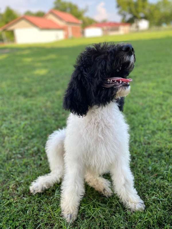 male-black-cream-curly-haired-standard-poodle