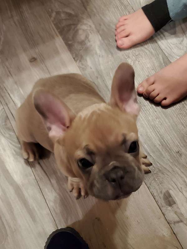 mixed-french-bulldog