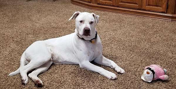 white-standard-american-bulldog