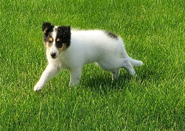 tri-colored-mixed-collie