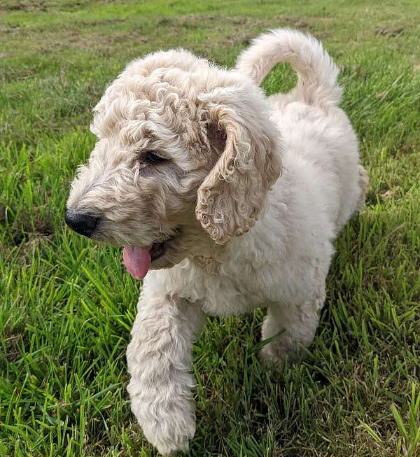mixed-goldendoodle-puppy