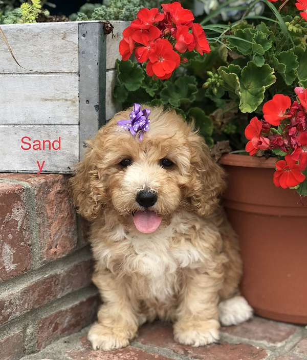 fawn-aussiedoodle