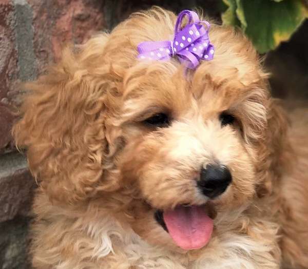 fawn-curly-haired-aussiedoodle