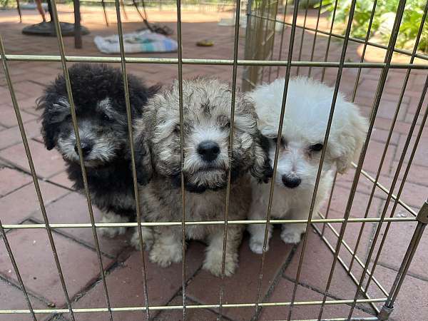 cream-male-female-poodle-toy-poodle