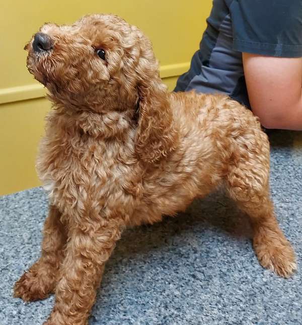 red-labradoodle