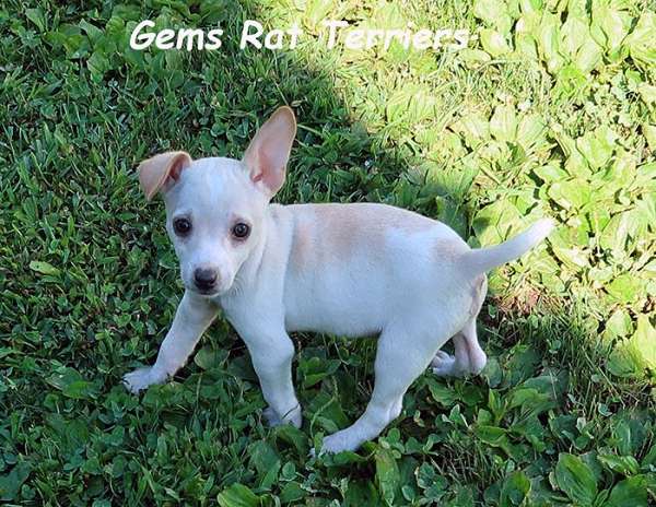 small-biscuit-white-rat-terrier