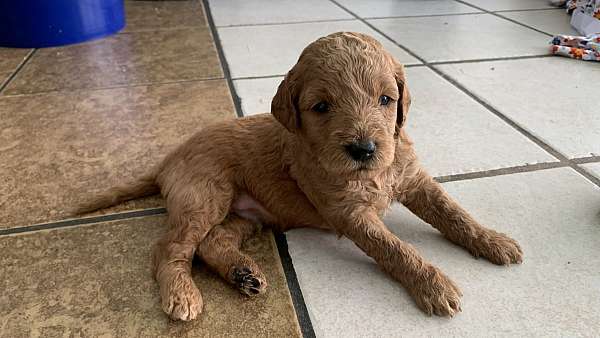 curly-haired-miniature-goldendoodle