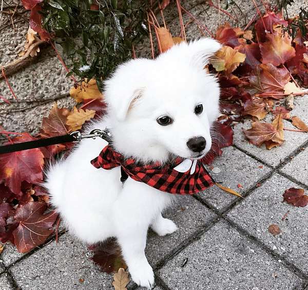 American Eskimo puppies for sale