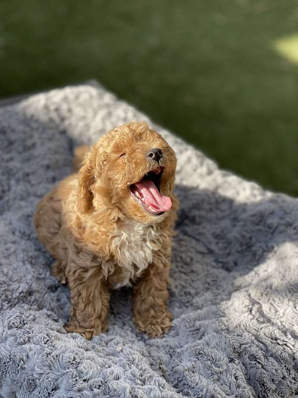 gold-medium-haired-toy-poodle