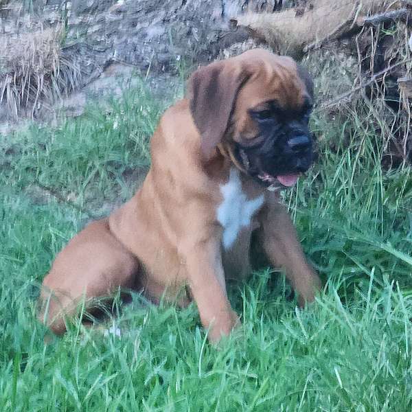 female-fawn-smooth-coated-boxer