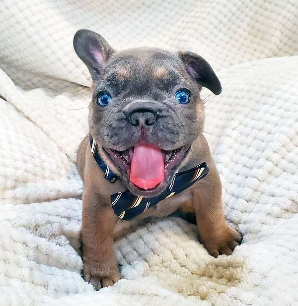 mixed-french-bulldog