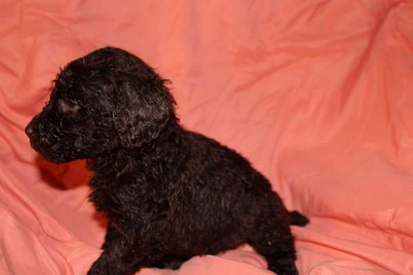 hypoallergenic-mixed-standard-poodle