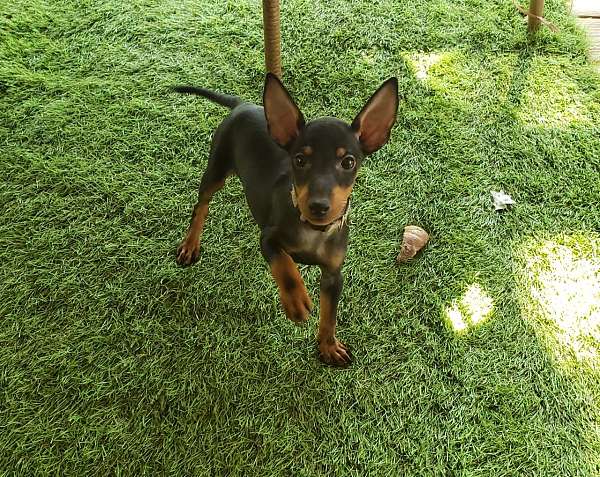 mixed-black-tan-smooth-coated-manchester-terrier