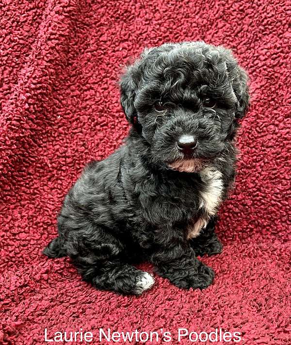 male-toy-poodle-dog