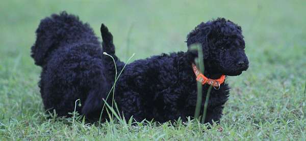 black-cream-mixed-puppy