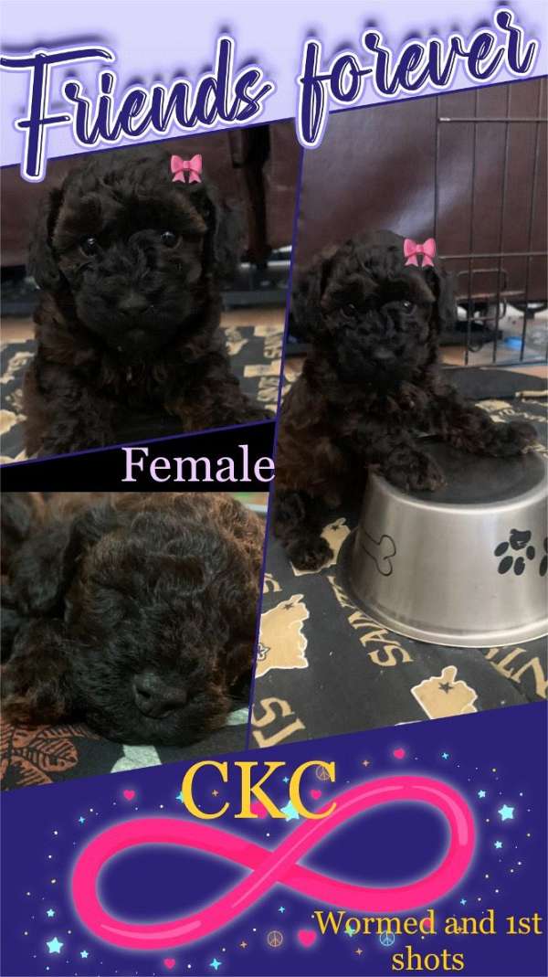 female-toy-poodle-dog