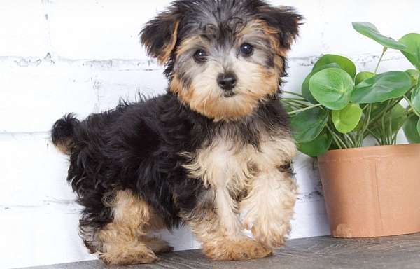 male-yorkipoo-puppy