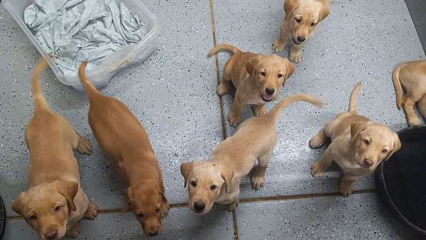 yellow-labrador-retriever