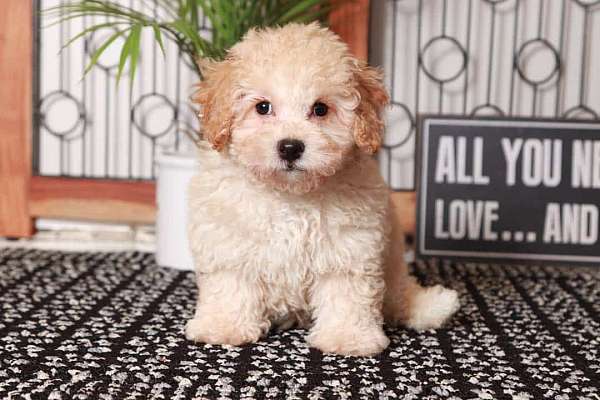 Callum – Dashing Little Red Male Poochon Puppy