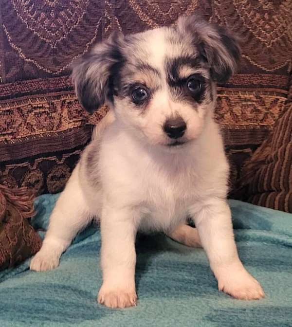 long-haired-shih-tzu